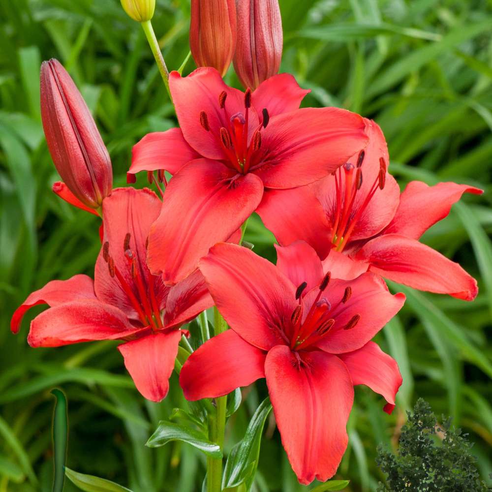 Lilja 'Red Highland'